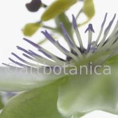 Passionsblume-Passiflora-incarnata-44