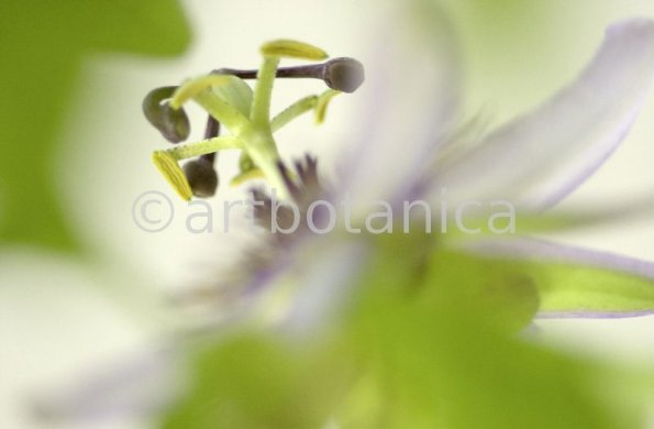 Passionsblume-Passiflora-incarnata-11