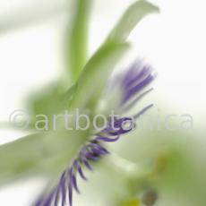 Passionsblume-Passiflora-incarnata-46