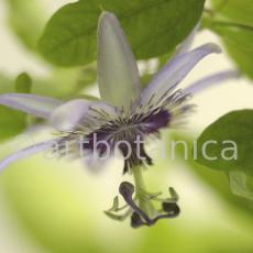 Passionsblume-Passiflora-incarnata-33