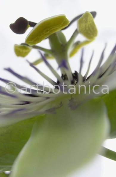 Passionsblume-Passiflora-incarnata-43