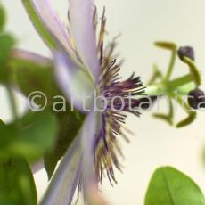 Passionsblume-Passiflora-incarnata-17