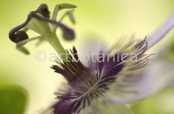 Passionsblume-Passiflora-incarnata-34