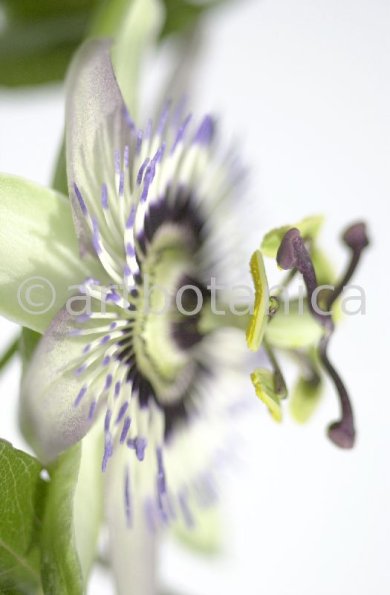 Passionsblume-Passiflora-incarnata-41
