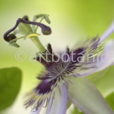 Passionsblume-Passiflora-incarnata-30