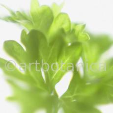 Petersilie-Petroselinum-crispum-26