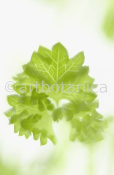 Petersilie-Petroselinum-crispum-10