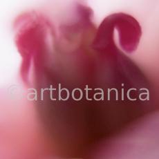Pfingstrose--Paeonia-officinalis-24