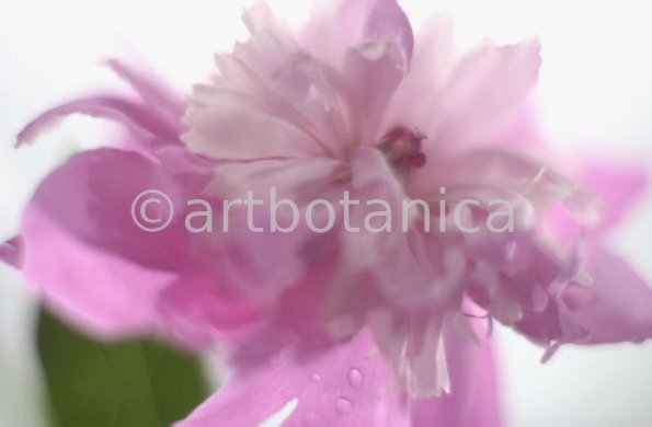 Pfingstrose--Paeonia-officinalis-22