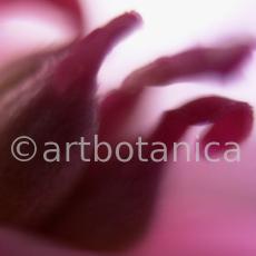 Pfingstrose--Paeonia-officinalis-17