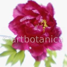 Pfingstrose--Paeonia-officinalis-7