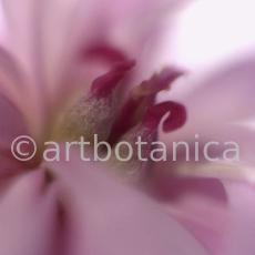 Pfingstrose--Paeonia-officinalis-19