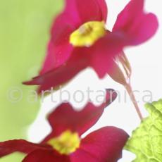 Primula-Priumla-vulgaris-14