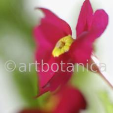 Primula-Priumla-vulgaris-10