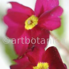 Primula-Priumla-vulgaris-11