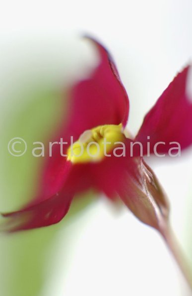 Primula-Priumla-vulgaris-12