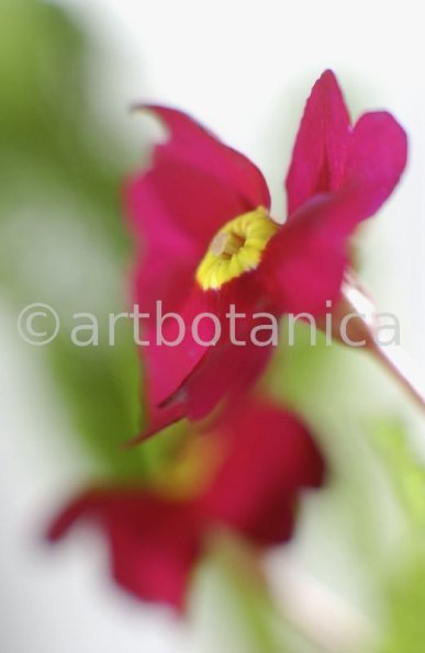 Primula-Priumla-vulgaris-10