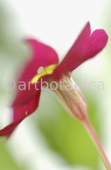 Primula-Priumla-vulgaris-15