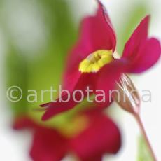 Primula-Priumla-vulgaris-8