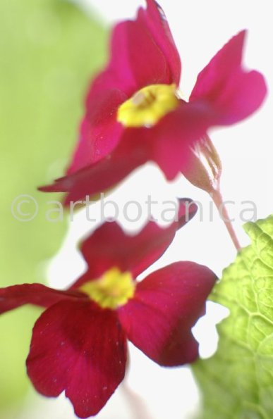 Primula-Priumla-vulgaris-14