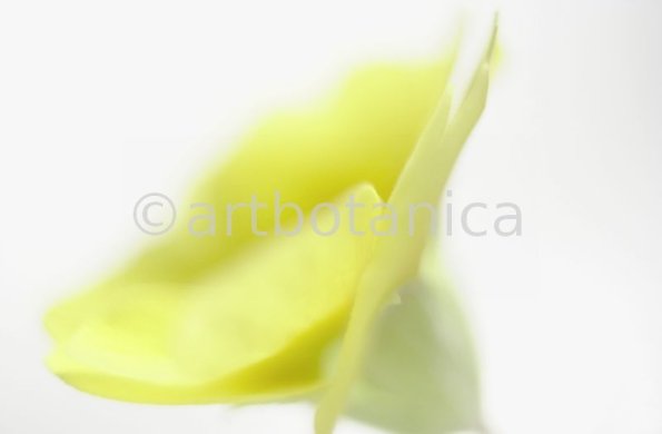 Primula-Priumla-vulgaris-7