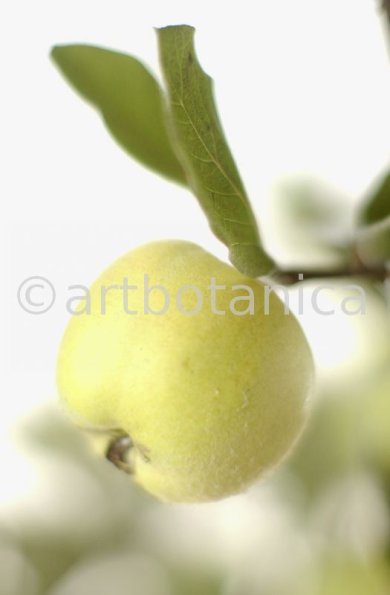 Quitte-Frucht-Cydonia-oblonga-4