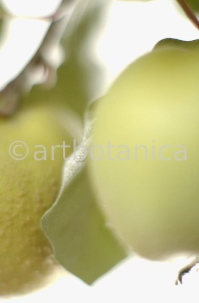 Quitte-Frucht-Cydonia-oblonga-2