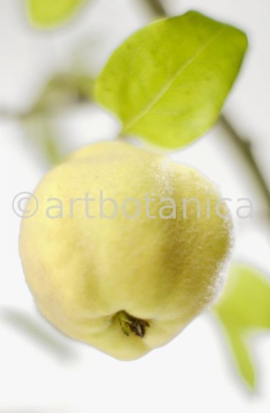 Quitte-Frucht-Cydonia-oblonga-28