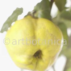 Quitte-Frucht-Cydonia-oblonga-26