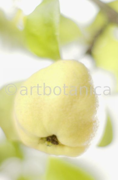 Quitte-Frucht-Cydonia-oblonga-29
