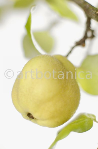 Quitte-Frucht-Cydonia-oblonga-24
