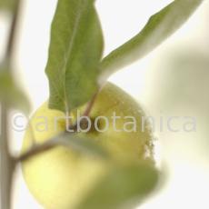 Quitte-Frucht-Cydonia-oblonga-3