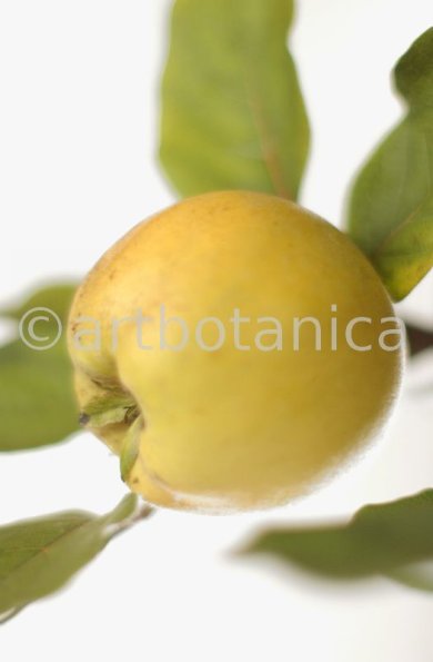 Quitte-Frucht-Cydonia-oblonga-39
