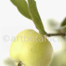 Quitte-Frucht-Cydonia-oblonga-4