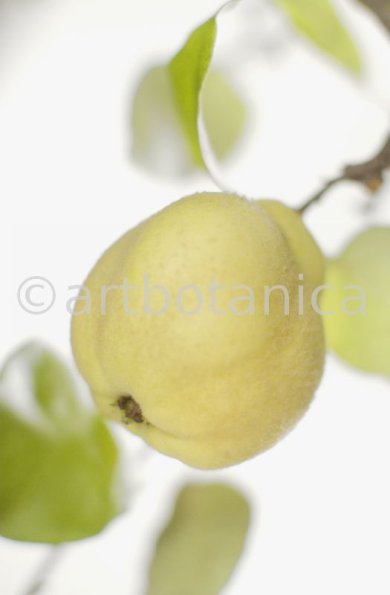 Quitte-Frucht-Cydonia-oblonga-19