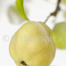 Quitte-Frucht-Cydonia-oblonga-23