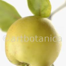 Quitte-Frucht-Cydonia-oblonga-36