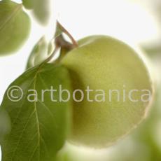 Quitte-Frucht-Cydonia-oblonga-12