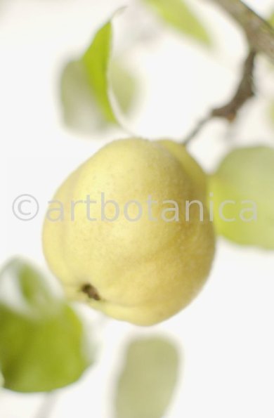 Quitte-Frucht-Cydonia-oblonga-18
