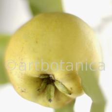 Quitte-Frucht-Cydonia-oblonga-34