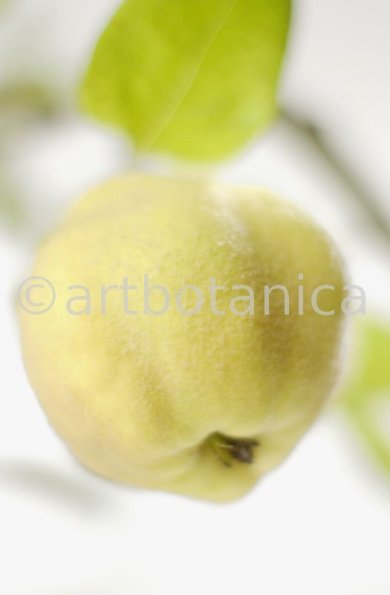 Quitte-Frucht-Cydonia-oblonga-31