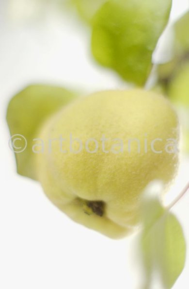 Quitte-Frucht-Cydonia-oblonga-30