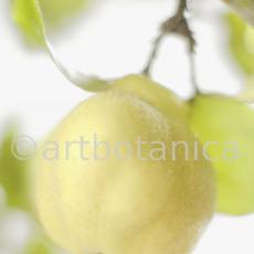Quitte-Frucht-Cydonia-oblonga-32