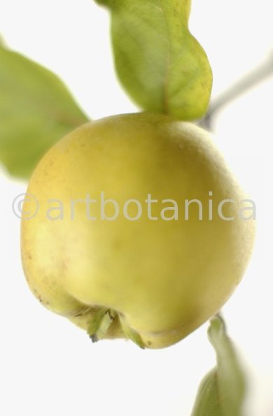 Quitte-Frucht-Cydonia-oblonga-36