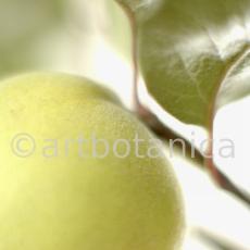 Quitte-Frucht-Cydonia-oblonga-1