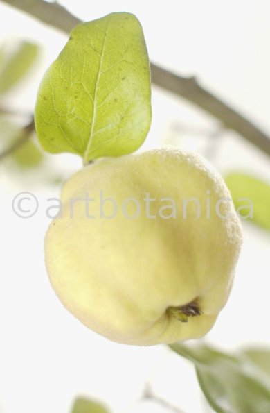 Quitte-Frucht-Cydonia-oblonga-20