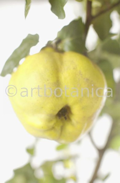 Quitte-Frucht-Cydonia-oblonga-26