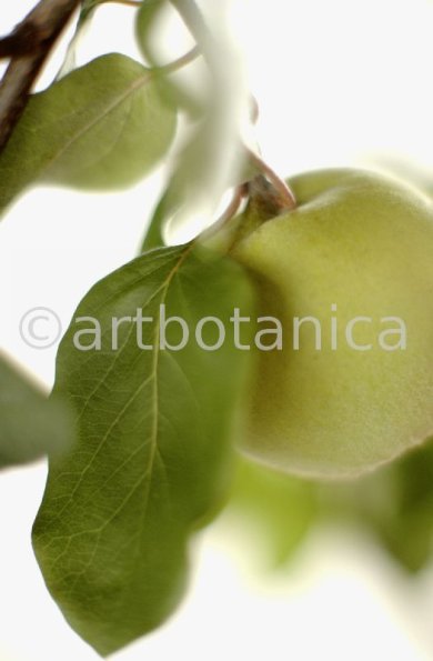 Quitte-Frucht-Cydonia-oblonga-11