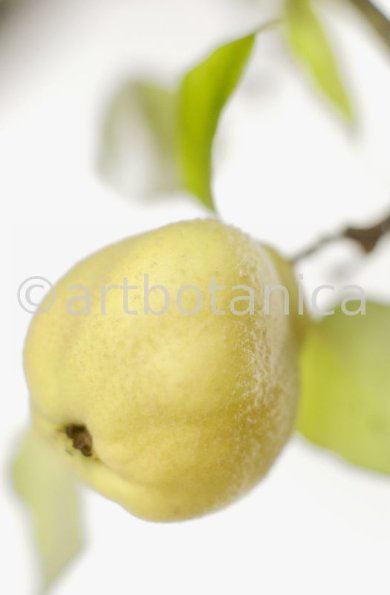 Quitte-Frucht-Cydonia-oblonga-21