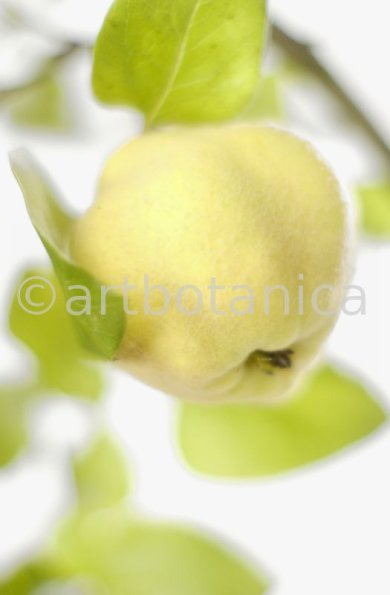 Quitte-Frucht-Cydonia-oblonga-27